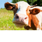 COOL COw clan mooooooooooooooooooooooooooooooooooo