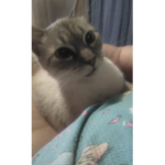 joeys cat group