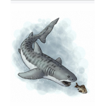 SHARK ÇÛLT