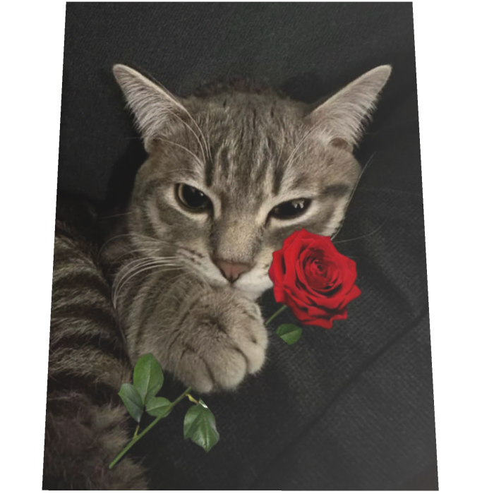 Rose Cat Cape