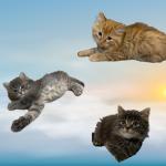 Cat/Kitten People!