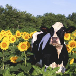 SunflowerCow Squad