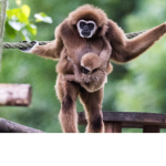 The Epic Monkey Fan Group