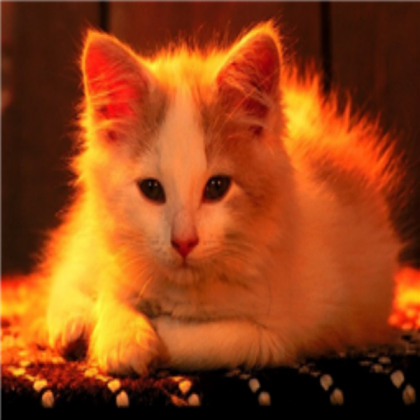 Cat Roblox decal