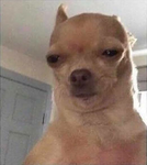 The Sigma Chihuahuas