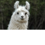 Llama fans!! (making games)