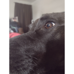 TheLilBeans