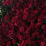 rhoses