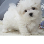 Dog/puppies