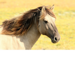 animal@group