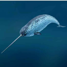 Narwhal Giveaway interviews