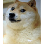 Nuggies and DOGE chill group