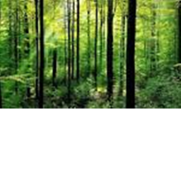 The battle of The forest