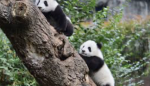 Sofie and the Panda People