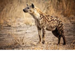 -Hyena Army-