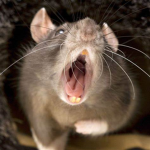 the little slay rats