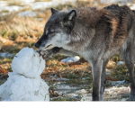 Wolves and snowmans
