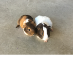Guinea pig luv