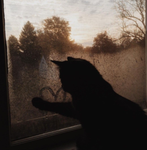 MeganCat