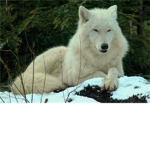 Were-Wolf Tribe Of L.A.