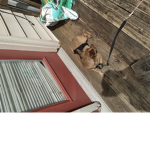 Cartoon dog and cat
