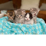 Cute kitties fan group Roblox