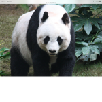 Panda Time Stay Positive