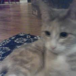 DA CAT GROUP (pls join)