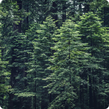 Vibe Forest [UPDATE]