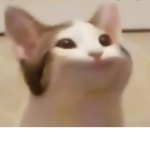 Popcat groupe