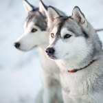 The Huskies and gamers