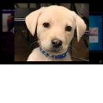 Cachorro triste :(