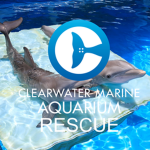 Clearwater Marine Aquarium Rescue | CMA