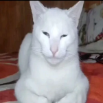 LosMininis666