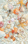 Preppy_Seashells
