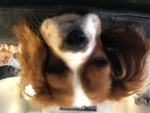 Never Doubt A Dog