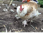 peck games Inc.