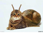 Anti Cat boy department.