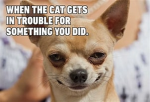 Dog ###### shop