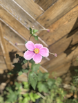 floralbxnnies