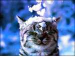 Galaxy Animal Clothing!