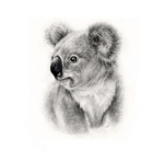 Asthetic Koala's