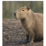 capybarasArethegoat