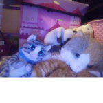 Your Animals
