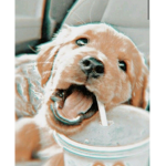 aesthetic_pups!