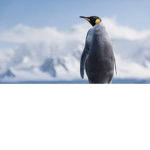 ~ Penguin Ice Dancers ~