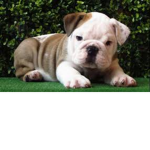 #English bulldog Sqaud