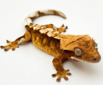 Crested gecko gang