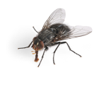 The Biggest FLY EVER
