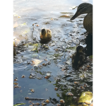 King Ente